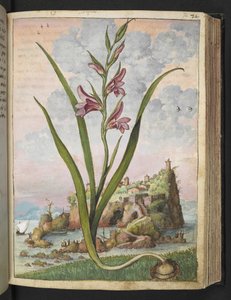 Gladiolus Italicus, z "Obrazy flóry římských států" od Gherarda Ciba, Přidat MS 22333, f072r, c.1564-84 (akvarel a kvaš na papíře) od Gherardo Cibo