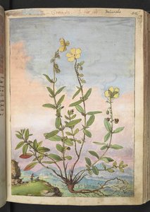 Helianthemum nummularium, z "Obrazy flóry římských států" od Gherarda Ciba, Přidat MS 22333, f055r, c.1564-84 (akvarel a kvaš na papíře) od Gherardo Cibo