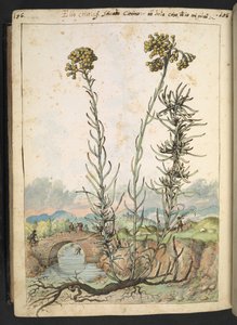 Helichrysum italicum: rostlina se žlutými poupaty, z "Obrazy flóry římských států" od Gherarda Ciba, Add MS 22333, f176v, c.1564-84 (akvarel a kvaš na papíře)