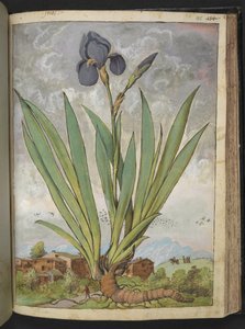 Iris germanica, z "Paintings of Flora of the Roman States" od Gherardo Cibo, Add MS 22333, f148r, c.1564-84 (akvarel a kvaš na papíře) od Gherardo Cibo