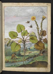 Ligularia tussilaginea (Leopardí rostlina), z "Obrazy flóry římských států" od Gherarda Ciba, Přidat MS 22333, f011r, c.1564-84 (akvarel a kvaš na papíře) od Gherardo Cibo