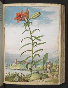 Lilium bulbiferum: Rostlina s červenými okvětními lístky, z "Obrazy flóry římských států" od Gherarda Ciba, Přidat MS 22333, f080r, cca 1564-84 (akvarel a kvaš na papíře) od Gherardo Cibo