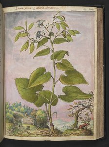 Lunaria redivivia, z "Obrazy flóry římských států" od Gherarda Ciba, Přidat MS 22333, f124r, c.1564-84 (akvarel a kvaš na papíře) od Gherardo Cibo