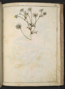 Matricaria chamomilla (Heřmánek), z "Obrazy květeny římských států" od Gherarda Ciba, Přidat MS 22333, f163r, cca 1564-84 (akvarel a kvaš na papíře) od Gherardo Cibo