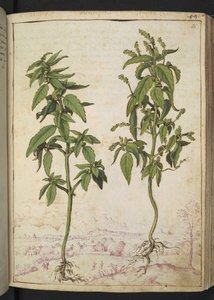 Mercurialis annua, z "Obrazy flóry římských států" od Gherarda Ciba, Přidat MS 22333, f056r, c.1564-84 (akvarel a kvaš na papíře) od Gherardo Cibo