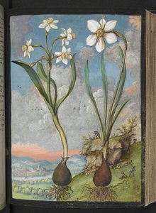 Narcissus tazetta a Narcissus poeticu: Rostliny s bílými okvětními lístky, z "Obrazy flóry římských států" od Gherarda Ciba, Přidat MS 22333, f059r, c.1564-84 (akvarel a kvaš na papíře) od Gherardo Cibo