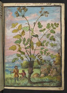 Oenanthe crocata, z "Obrazy flóry římských států" od Gherarda Ciba, Přidat MS 22333, f008r, c.1564-84 (akvarel a kvaš na papíře) od Gherardo Cibo