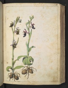 Orchis: Rostlina s bílými a růžovými květy, z "Paintings of Flora of the Roman States" od Gherarda Ciba, Add MS 22333, f066r, c.1564-84 (akvarel a kvaš na papíře) od Gherardo Cibo