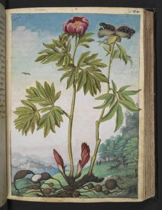 Paeonia officinalis, z "Obrazy flóry římských států" od Gherarda Ciba, Přidat MS 22333, f085r, c.1564-84 (akvarel a kvaš na papíře) od Gherardo Cibo