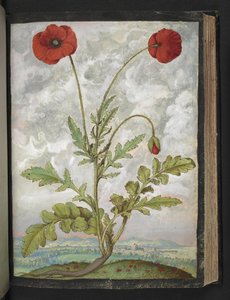 Papaver rhoeas (Vlčí máky), z "Obrazy flóry římských států" od Gherarda Ciba, Přidat MS 22333, f107r, c.1564-84 (akvarel a kvaš na papíře) od Gherardo Cibo