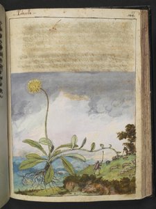 Pilosella officinarum, z "Obrazy flóry římských států" od Gherarda Ciba, Přidat MS 22333, f138r, c.1564-84 (akvarel a kvaš na papíře) od Gherardo Cibo