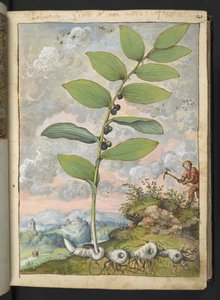 Polygonatum odoratum: Rostlina. Muž s trsátkem, z "Obrazy flóry římských států" od Gherarda Ciba, Přidat MS 22333, f025r, c.1564-84 (akvarel a kvaš na papíře)