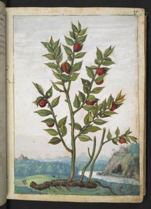 Ruscus aculeatus: Rostlina nesoucí červené bobule, z "Paintings of Flora of the Roman States" od Gherardo Cibo, Add MS 22333, f023r, c.1564-84 (akvarel a kvaš na papíře)