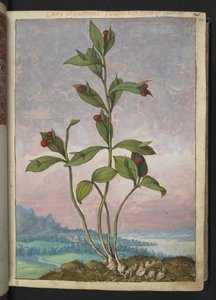 Ruscus hypoglossum: Rostlina nesoucí červené bobule, z "Paintings of Flora of the Roman States" od Gherardo Cibo, Add MS 22333, f024r, c.1564-84 (akvarel a kvaš na papíře)