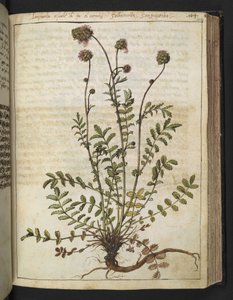 Sanguisorba minor, z "Obrazy flóry římských států" od Gherarda Ciba, Přidat MS 22333, f102r, c.1564-84 (akvarel a kvaš na papíře) od Gherardo Cibo