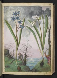 Scilla bifolia a Galanthus nivalis, z "Obrazy flóry římských států" od Gherarda Ciba, Přidat MS 22333, f035r, c.1564-84 (akvarel a kvaš na papíře)