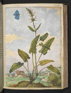 Stachys officinalis, z "Obrazy flóry římských států" od Gherarda Ciba, Přidat MS 22333, f093r, c.1564-84 (akvarel a kvaš na papíře) od Gherardo Cibo