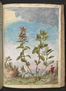 Teucrium chamaedrys (Wall Germander), z "Obrazy flóry římských států" od Gherarda Ciba, Add MS 22333, f159r, c.1564-84 (akvarel a kvaš na papíře) od Gherardo Cibo
