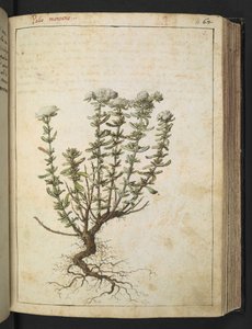 Teucrium montanum, z "Obrazy flóry římských států" od Gherarda Ciba, Přidat MS 22333, f068r, c.1564-84 (akvarel a kvaš na papíře) od Gherardo Cibo