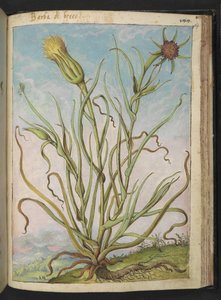 Tragopogon porrifolius, z "Obrazy flóry římských států" od Gherarda Ciba, Přidat MS 22333, f169r, c.1564-84 (akvarel a kvaš na papíře) od Gherardo Cibo