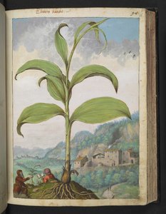Veratrum nigrum, z "Obrazy flóry římských států" od Gherarda Ciba, Přidat MS 22333, f096r, c.1564-84 (akvarel a kvaš na papíře) od Gherardo Cibo