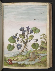 Viola odorata, z "Obrazy flóry římských států" od Gherarda Ciba, Přidat MS 22333, f104r, c.1564-84 (akvarel a kvaš na papíře) od Gherardo Cibo