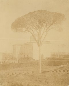 [Strom ve formální zahradě mimo Palazzo], 1860-70s.