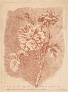 Bloemen Studie květin podle přírody nakreslená tessier Painter of Roy For Flowers (název na objektu)