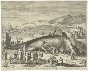 Plážová velryba v Berckhey, 1598 Velryba dlouhá 70 stop, uvízlá na holandském mořském pobřeží, mezi Schevelingen a Katwyk, ve Sprokkelmaandt, 1598 (název na předmětu) od Gilliam van der Gouwen