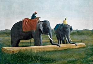 Sloni pohybující kládou, Cejlon, c1890 od Gillot