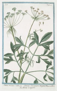 Ammi majus od Giorgio Bonelli