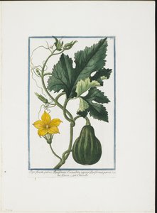 Vegetable Print, od Hortus Romanus, sv. I nebo II, 1772-93 (tehování, ručně kolorovaný kvaš) od Giorgio Bonelli