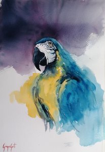 Ara modrožlutý od Giorgio Gosti