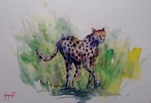 Akvarel: Divoký gepard