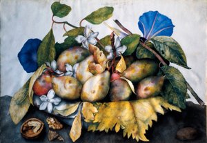 Talíř švestek, jasmínu a ořechů Malba na pergamenu od Giovanny Garzoni (1600-1670) od Giovanna Garzoni