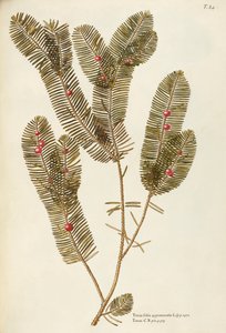 Tis evropský (Taxus baccata), Taxaceae od Giovanniho Antonia Bottione, akvarel od Giovanni Antonio Bottione