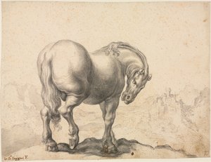 Studie hřebce, první třetina 18. století.