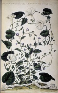 Botanická deska: Odrůdy svlačec. Odrůdy Convolvulus (Convolvulus Indicus white flora; Convolvulus Siculus). Giovanni Battista Morandi, Malovaná botanická zahrada nebo sbírka rostlin..., svazek I od Giovanni Battista Morandi