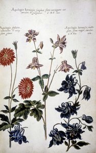 Botanická tabule: tři druhy Ancolies (Aquilegia) – v „Praktická botanická historie aneb rostliny relevantní pro použití médií, názvosloví, popisu a ctností...“ od Giovanniho Battisty Morandiho (? - 1761) od Giovanni Battista Morandi