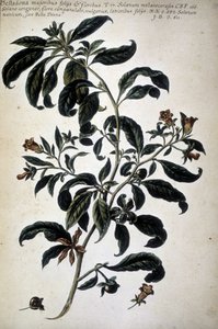 Botanická tabulka: Belladona (Belladona Majoribus Folys) - v ""Praktická botanická historie nebo rostliny relevantní pro použití médií, nomenklatury, popisu a ctností..." od Giovanni Battisty Morandiho (? - 1761) od Giovanni Battista Morandi