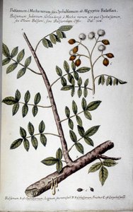 Opobalsamum (větev se sedmi) - V ""Praktická botanická historie nebo rostliny relevantní pro použití v lékařství, nomenklatuře, popisu a ctnostech..."" od Giovanni Battisty Morandiho (? - 1761) od Giovanni Battista Morandi