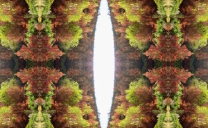 Unnatural 81 (digitálně upravená fotografie) od Giovanni Cafagna