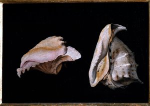 Dvě mušle (Zátiší s mořskými mušlemi) Malba Filippa Napoletana (1587-1629) 1618 Rozměr 39x56 cm Florencie, palazzo Pitti