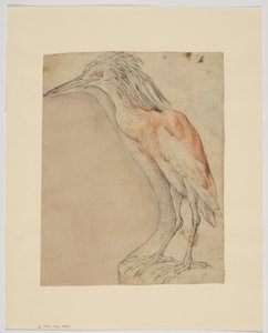 Volavka, recto (křída na papíře) od Giovanni da Udine (after)