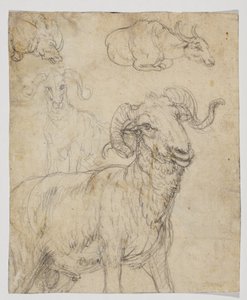 Beran a buvol, verso (kresba křídou a akvarelem) od Giovanni da Udine (after)