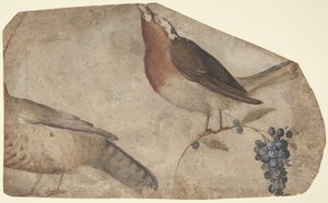 Hrozny požírající ptáky recto, Tygřice verso, 1487-1564.