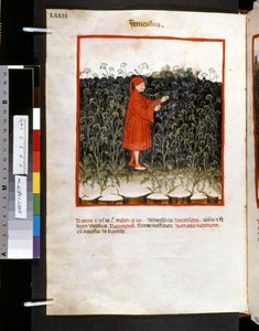 Theatrum sanitatis, Ububchasym de Baldach: "Feniculus", první desetiletí 14. století (miniatura) od Giovannino de