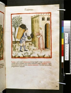 Theatrum sanitatis od Ububchasym de Baldach: "Napones", první desetiletí 14. století (miniatura) od Giovannino de