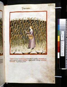 Theatrum sanitatis, Ububchasym de Baldach: "Panicum", první desetiletí 14. století (miniatura) od Giovannino de