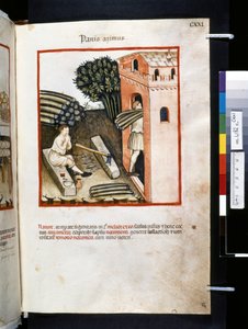 Theatrum sanitatis, Ububchasym de Baldach: "Panis Azimus", první desetiletí 14. století (miniatura)